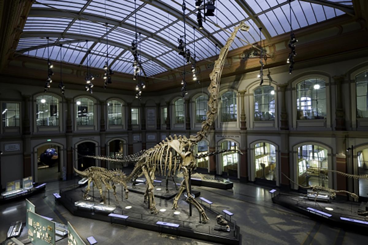 Giraffatitan brancai in the exhibition of the MfN ©Carola Radke, MfN Berlin